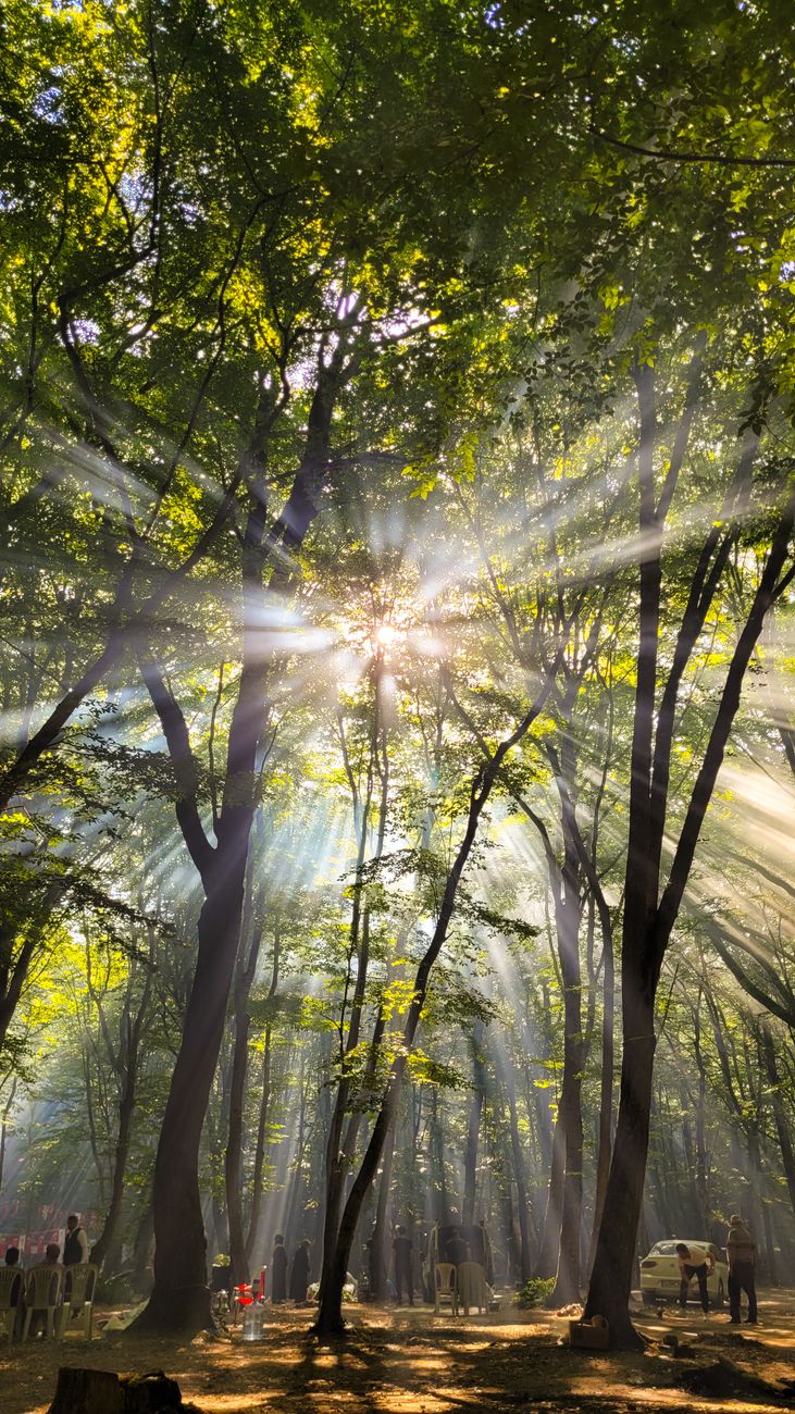 Sun rays breaking through majestic pine forest branches
